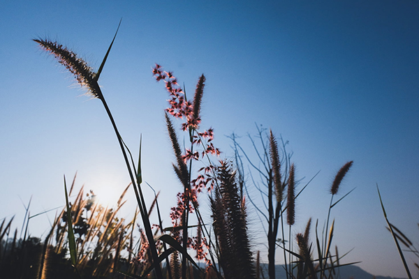 李冠蝶恋花全诗翻译赏析