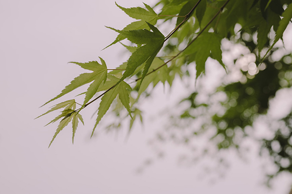 描写大雨古诗